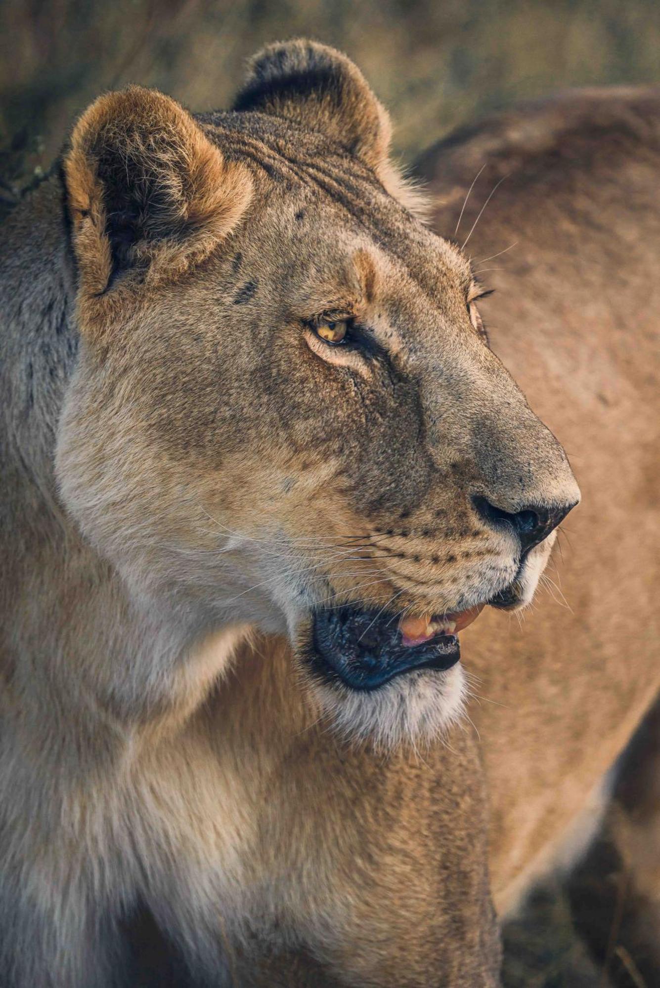 Grassland Safari Lodge Ghanzi Kültér fotó